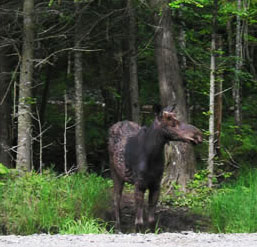 Moose along the road